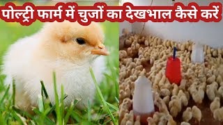 #poultrybusiness #poultryfarm । पोल्ट्री फार्म में चुजों का देख रेख ।। chick Ka dekhrekh ।।