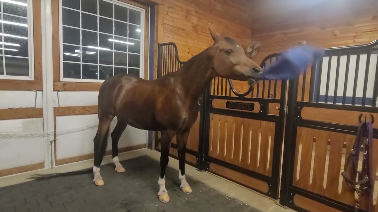 SEL Trifekta playing with jolly ball.