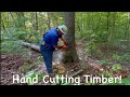 Selective hardwood timber thinning