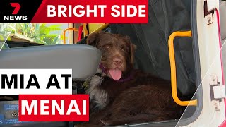 Mia The Dog Becomes Menai Fire Stations Mascot 7News