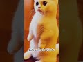 Cute Cat Officer 👮🤣Is in The Town you gonna be arrested soon#cat #funny #trending #catvideos #pets