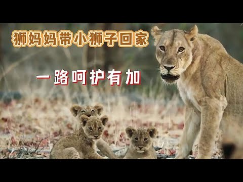狮妈妈带着孩子回归狮群，一路对孩子呵护有加，母爱真是太伟大了
