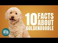 10 Facts About Goldendoodle | Dogs 101 - Goldendoodle Dog Breed Information