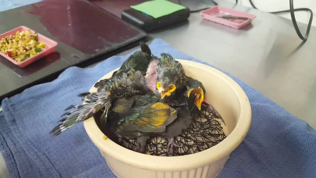 Emerald Starling Chicks!