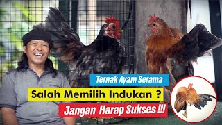 Bongkar Rahasia Memilih Indukan Ayam Serama Yang Bagus