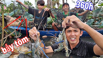 360H Bẫy Tôm Càng Nước Ngọt Trên Ruộng Sen | 15 Ngày Bội Thu Cho Sang Vlog ( P3 )