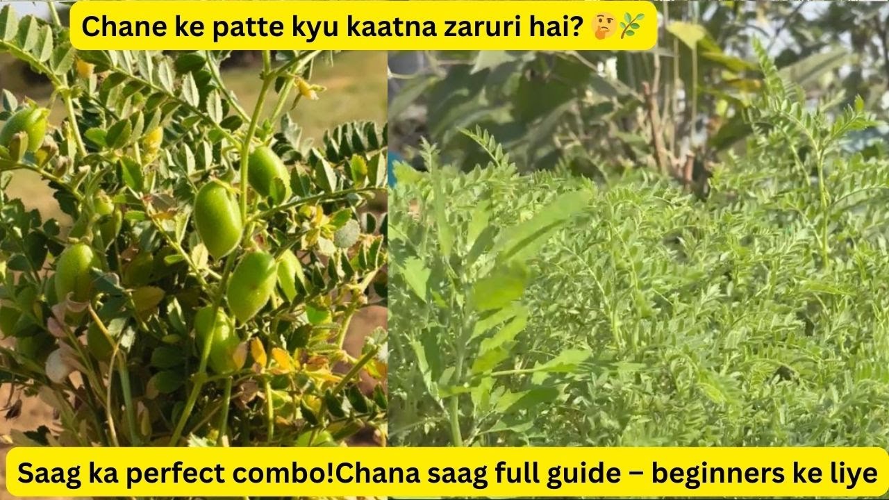 Chane ki Saag: Patte Harvest Karna Kyu Zaruri Hai? | Pot Size | Best Saag Combo|Home Gardening Hindi