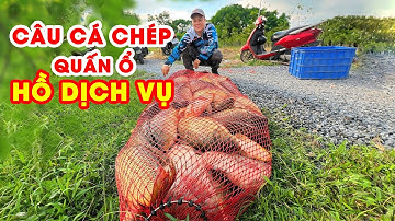 Câu Cá Chép Quấn Ổ Hồ Dịch Vụ