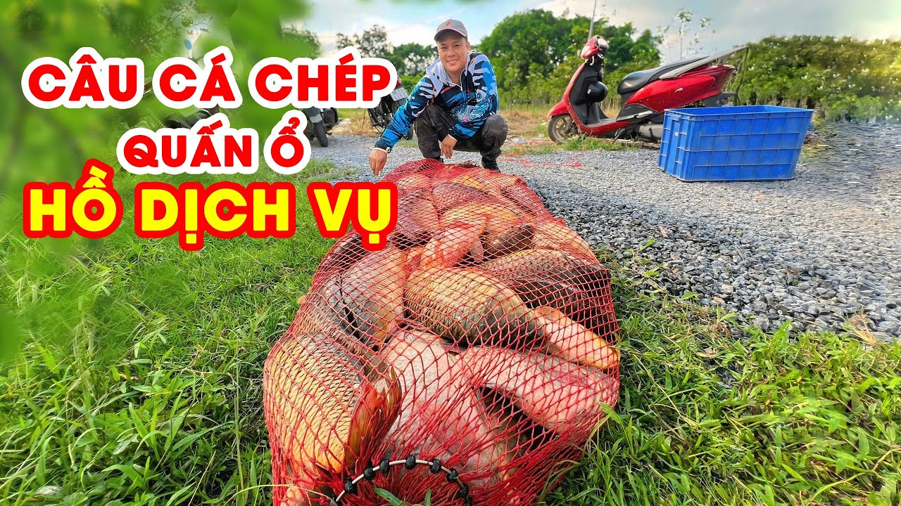 Câu Cá Chép Quấn Ổ Hồ Dịch Vụ