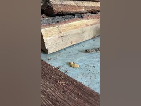 Личинка короеда в дровах на растопку - YouTube