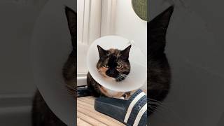Cat Refuses To Give Up Her Cone 13 Years After Surgery The Dodo