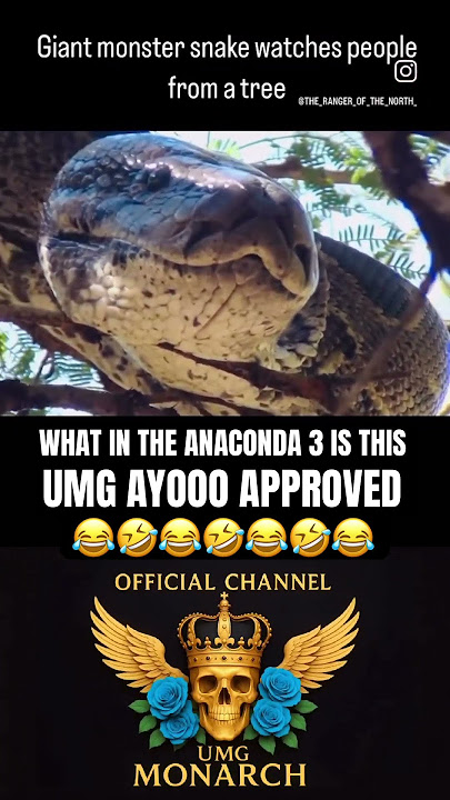 What In The Anaconda 3 😂🤣 #funny #funnyvideos #laughing #hilarious #funnyshorts #snake