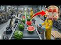 Proceso De Producción Dentro De Una Fábrica De Sandías Que Casi Nadie Ha Visto