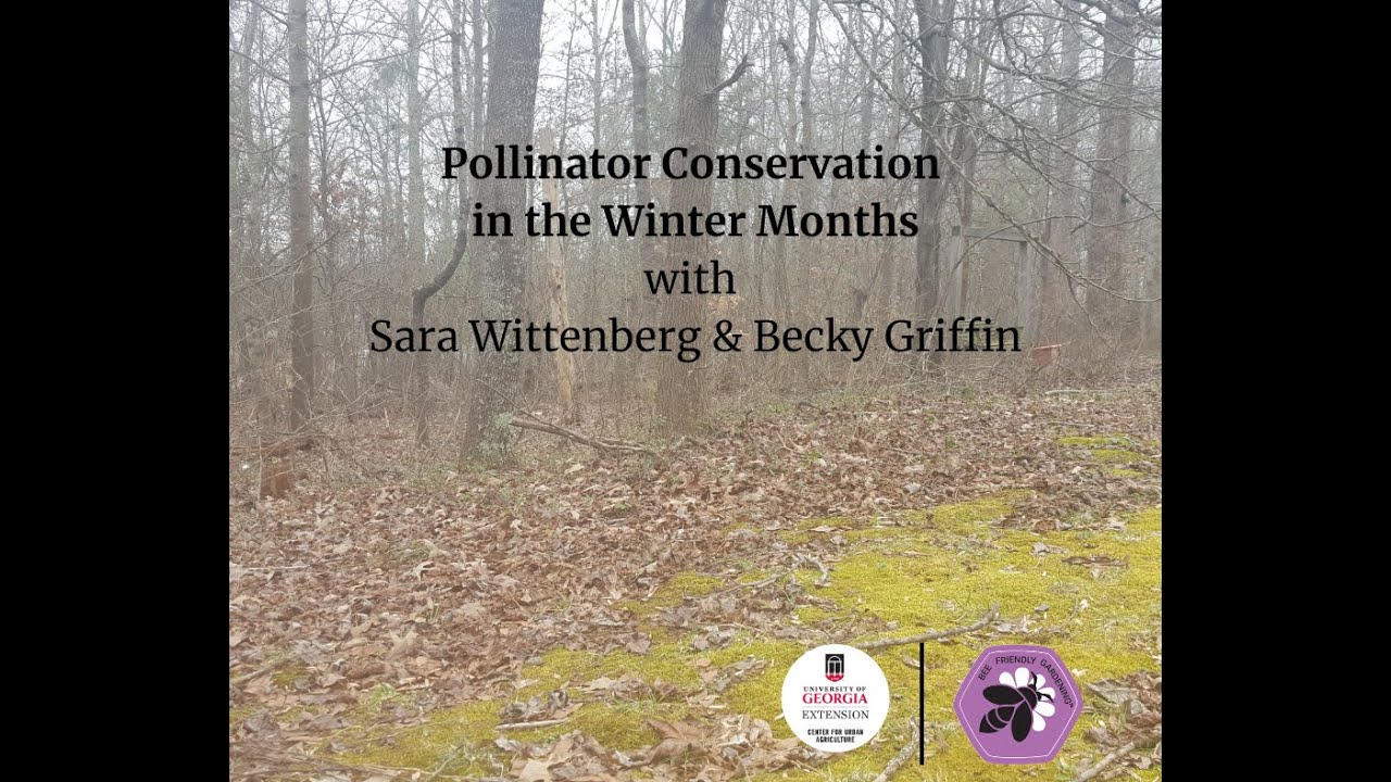 Winter Pollinator Conservation