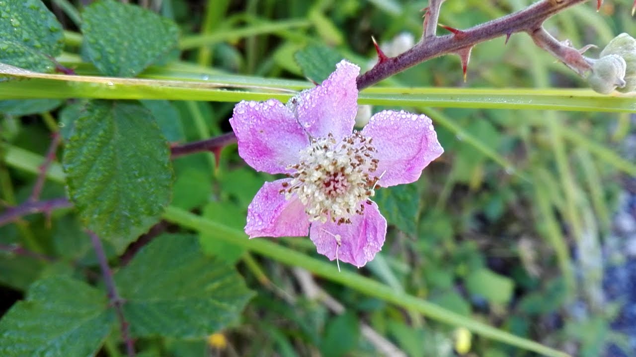 Rubus ulmifolius (Elmleaf blackberry)