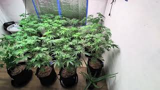 First first week of flower 💚💨✌️