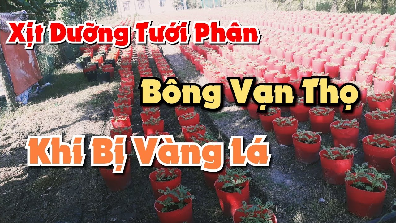 cách xịt dưỡng bông vạn thọ khi bị vàng lá