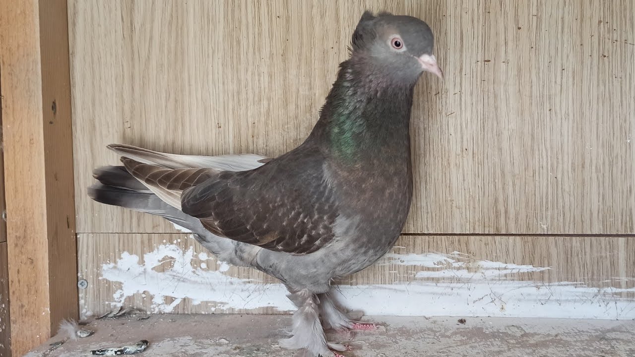 SONUNA KADAR İZLEYİN EKE BİR KUS KEYİFLİ BİR KUS - YouTube