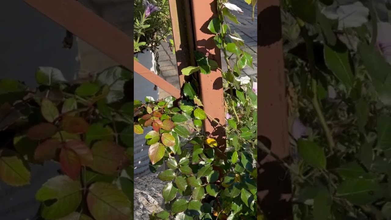 Надо ли укрывать розы? 🌹На многие вопросы вы найдёте ответы на моём канале 😉 