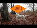 English Pointer の動画、YouTube動画。