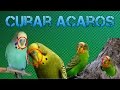 Curar acaros/sarna en Periquitos-Rincon animal