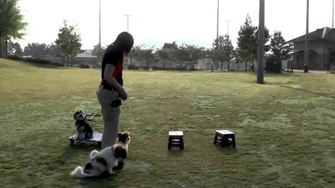 Dog Training: Off-Leash Morkie and Papillons Distraction Training puppy paradise