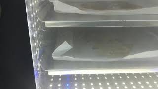 Shatter BHO flip