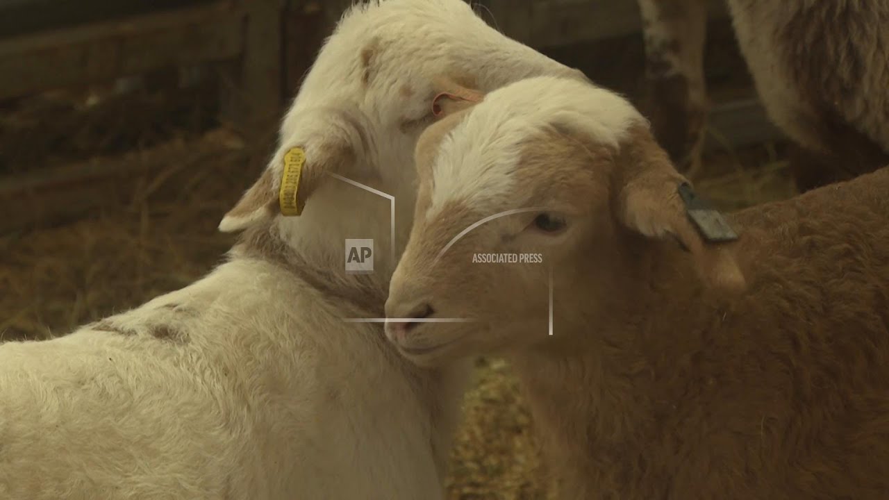 Solar farm combines renewable energy and agricultural techniques on one property