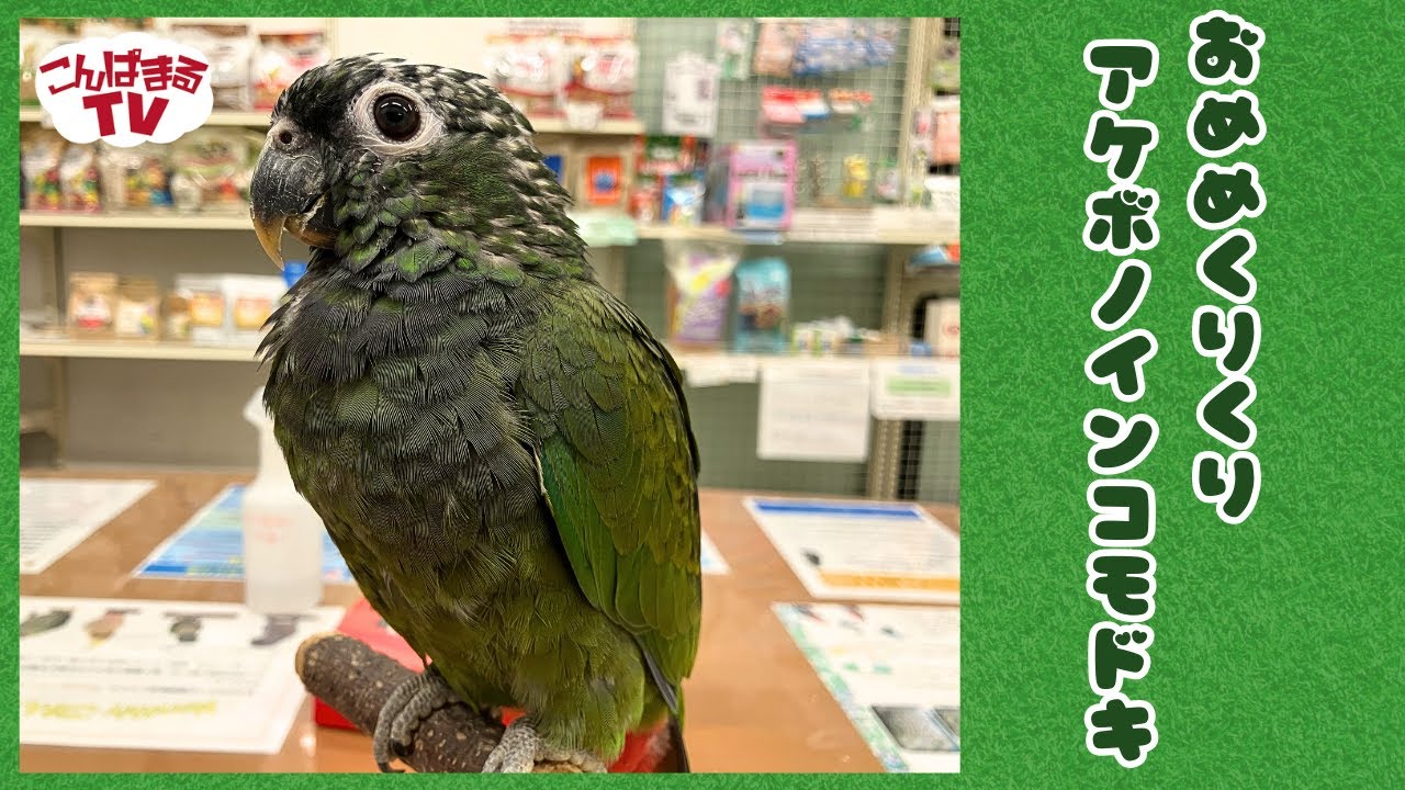 【こんぱまるＴＶ】千葉店　#17 　おめめくりくりアケボノインコモドキ✨
