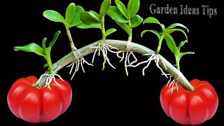 TIMELAPSE : 25 Useful Tips & Tricks Gardening Ideas for Home Vegetable for Beginners
