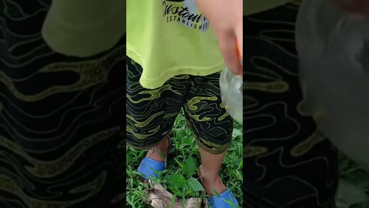 Catch small lizards, flies, ladybugs, caterpillars, grasshoppers and other insects