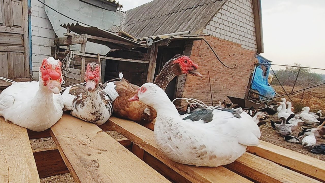 вес мускусных селезней! такого веса у меня никогда не было!!какая разница в весе??