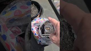 Seed Starting Fail ... Oops