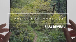 Photographing the Redwoods, Spring 2021: Film Reveal