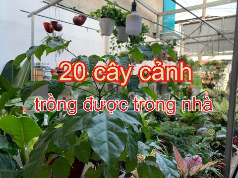 Video: Chăm Sóc Cây Phổi Trong Nhà - Mẹo Trồng Cây Phổi Làm Cây Trồng Trong Nhà