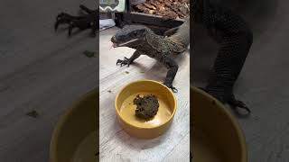 Will They Eat It Reptiles Try OmniGold ft. Riddler Reptiles
