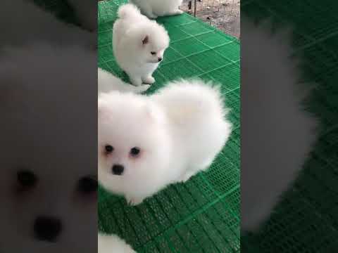 Cute Puppy lovely  Care #short #4816