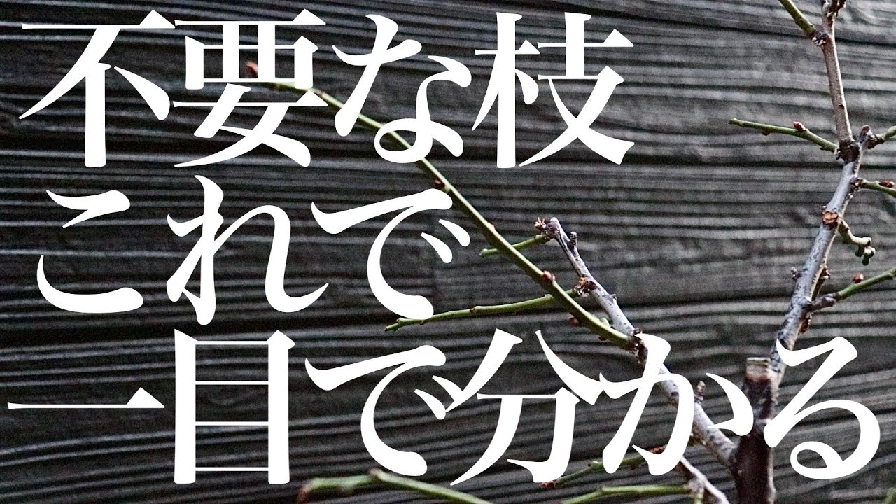 【一目瞭然】初心者でも剪定で不要な枝の見分け方が分かります