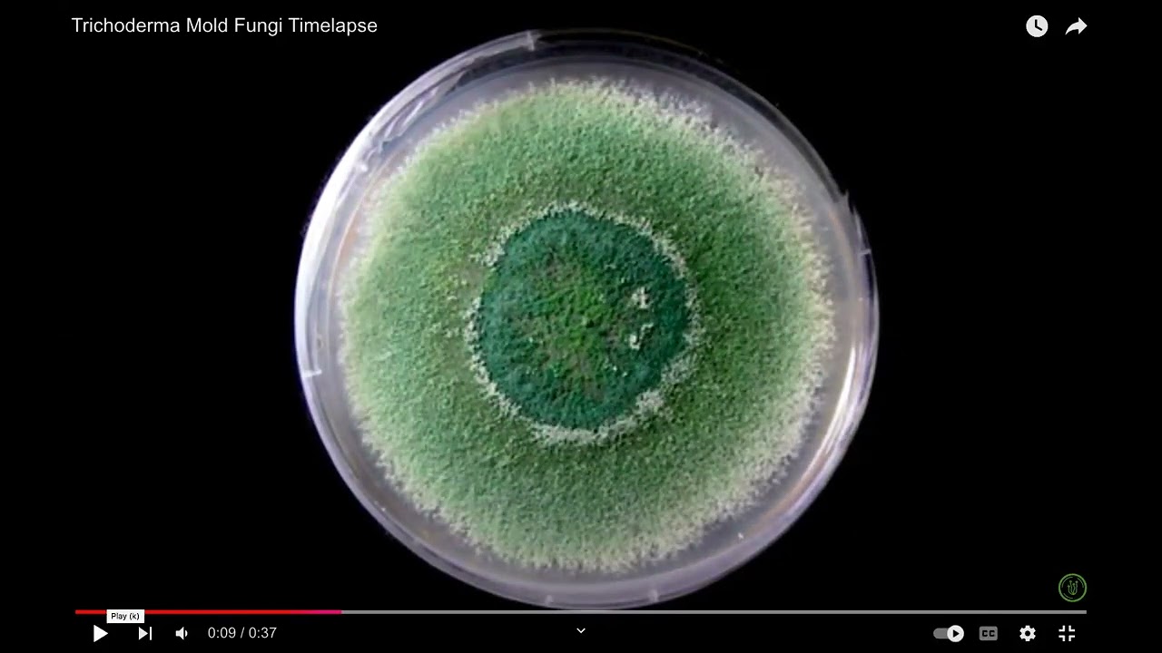 Growth Nature of Trichoderma Fungi ( Review Video of EverymanBio)