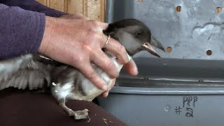 Puffin patrol group helps lost pufflings find their way home