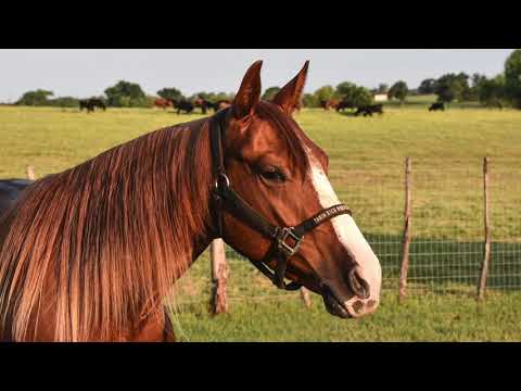 Video: Hästsorrel - Användbara Egenskaper Och Användning Av Sorrel, Sorrelrot För Barn. Hästsorrel, Sur, Liten