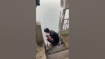 Thanh niên câu cá trong buổi chiều rảnh rỗi và cái kết bất ngờ#fishing #cothebanchuabiet #shortvideo