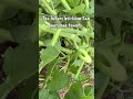 We have some new little veggies growing in the garden this week! #homestead #gardening #vegetables