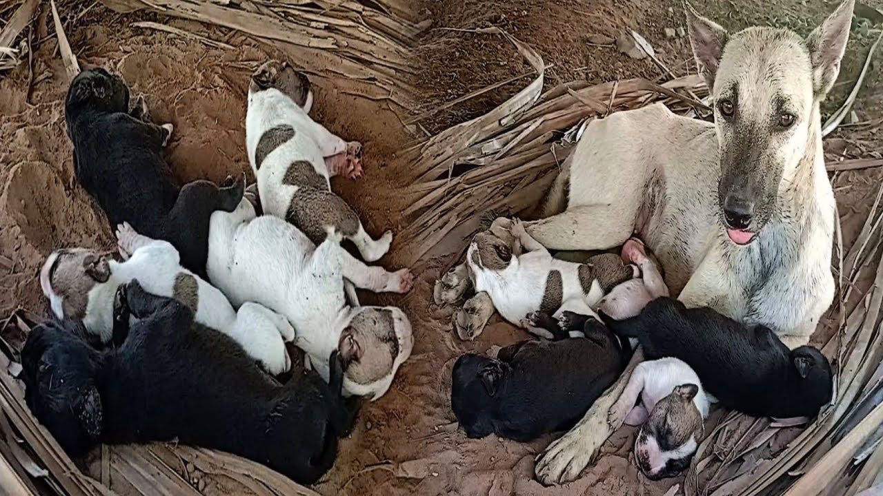 The dog was abandoned by its heartless owner but it gave birth to a ...