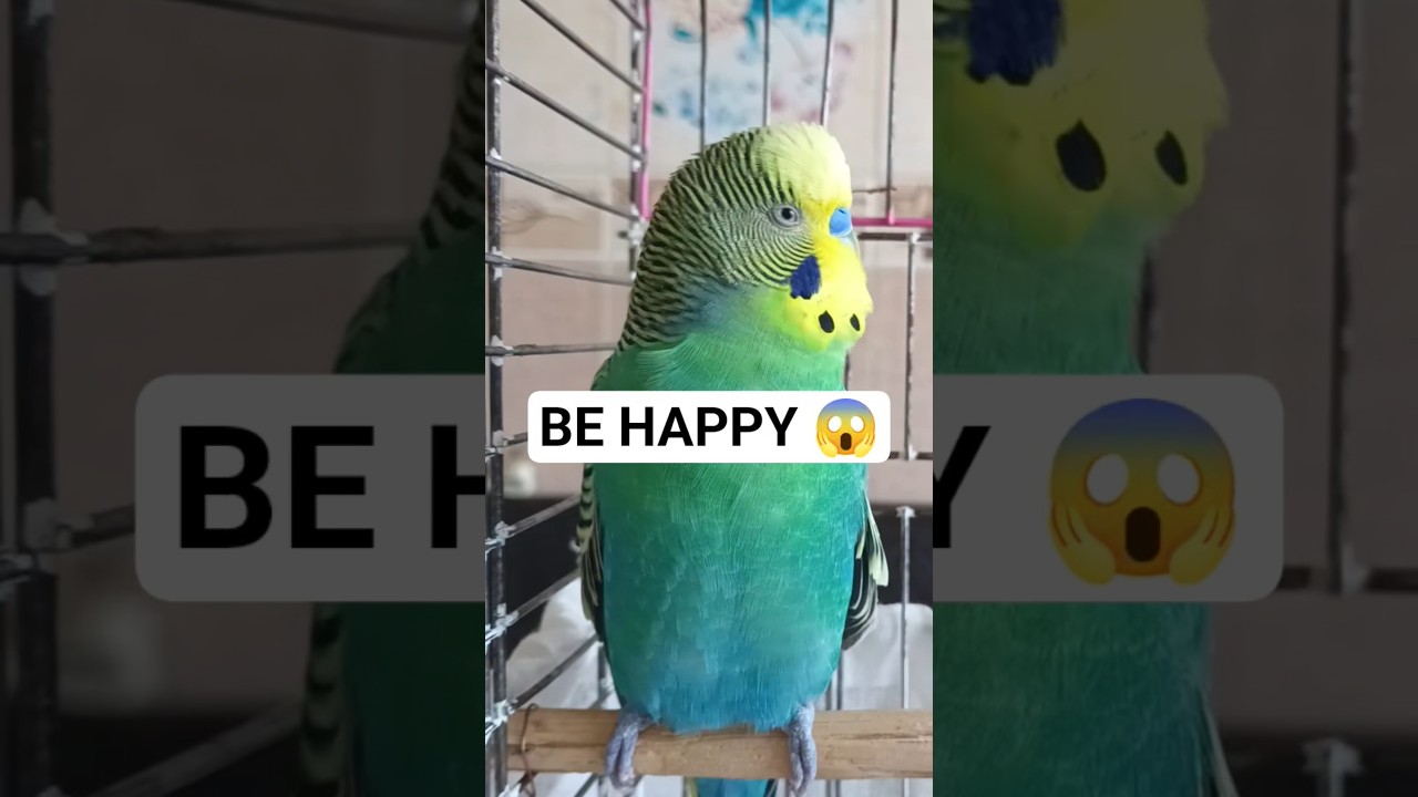 Muhabbet Kuşunuza Dost OLACAK - Muhabbet Kuşu Sesi #birds #muhabbetkuşu #talkingparot #parrot
