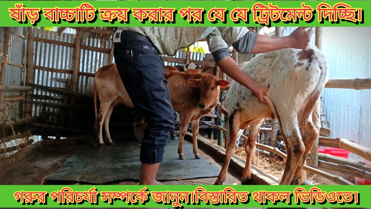 ষাঁড় বাচ্চাটি ক্রয় করার পর যে যে ট্রিটমেন্ট দিচ্ছি বিস্তারিত থাকল ভিডিওতে।ছোট গরু পালন পদ্ধতি।