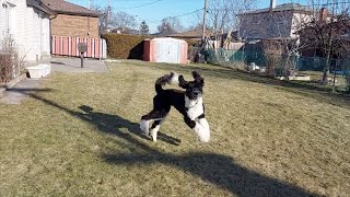 MORNING WORKOUT | 17 MONTHS OLD SHEEPADOODLE by Milo the Sheepadoodle 163 views 1 year ago 3 minutes, 37 seconds