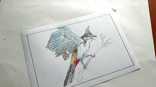 How to draw a bull bull, bird drawing, color pencil shading,@howtodrawstepbystep screenshot 1