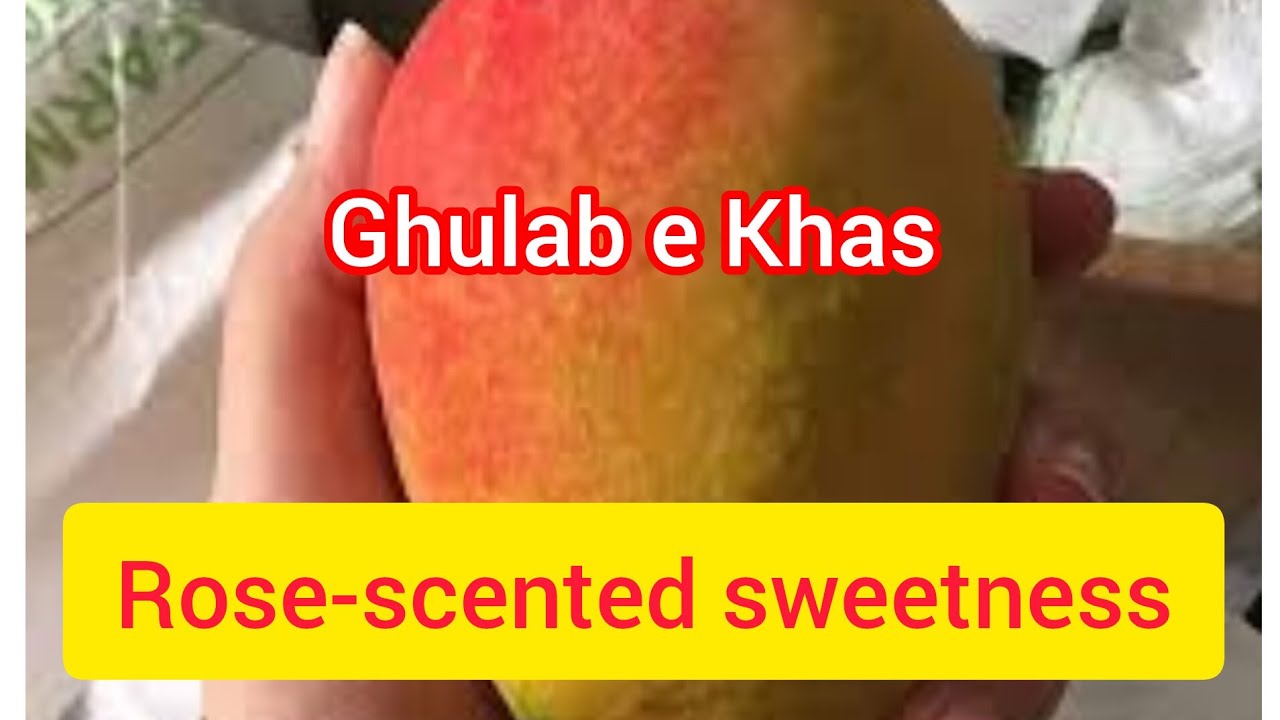 ghulab-e-khas-mango-variety-high-aroma-and-sweetness-youtube
