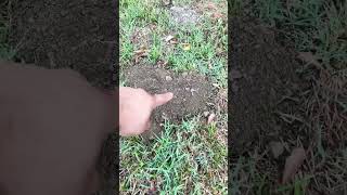 Gopher activity, gopher mound. (Dirt mount on grass)